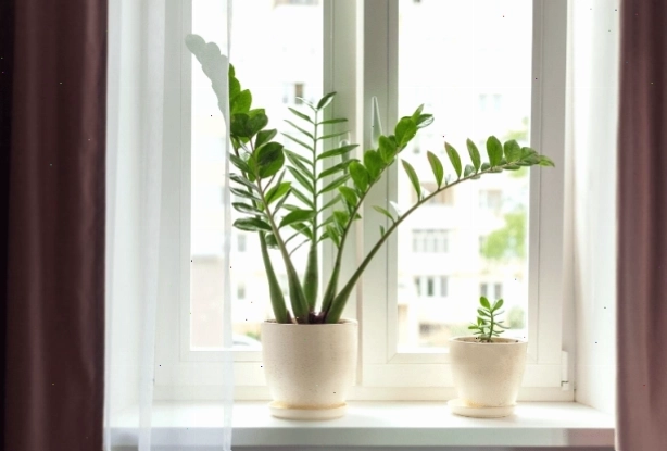 Ánh sáng đầy đủ là yếu tố quan trọng để cây kim tiền ra hoa.