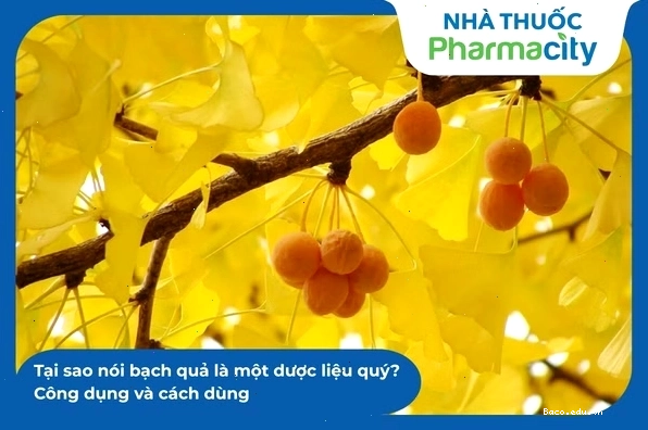 Bạch quả