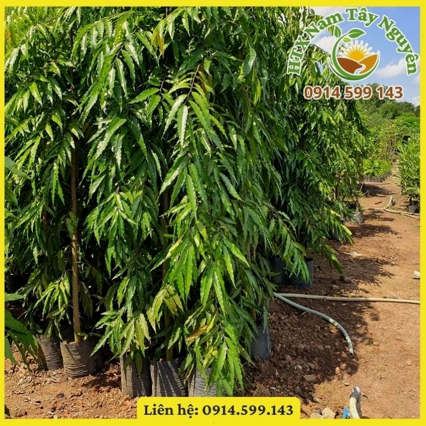 Bán giống cây Hoàng Nam