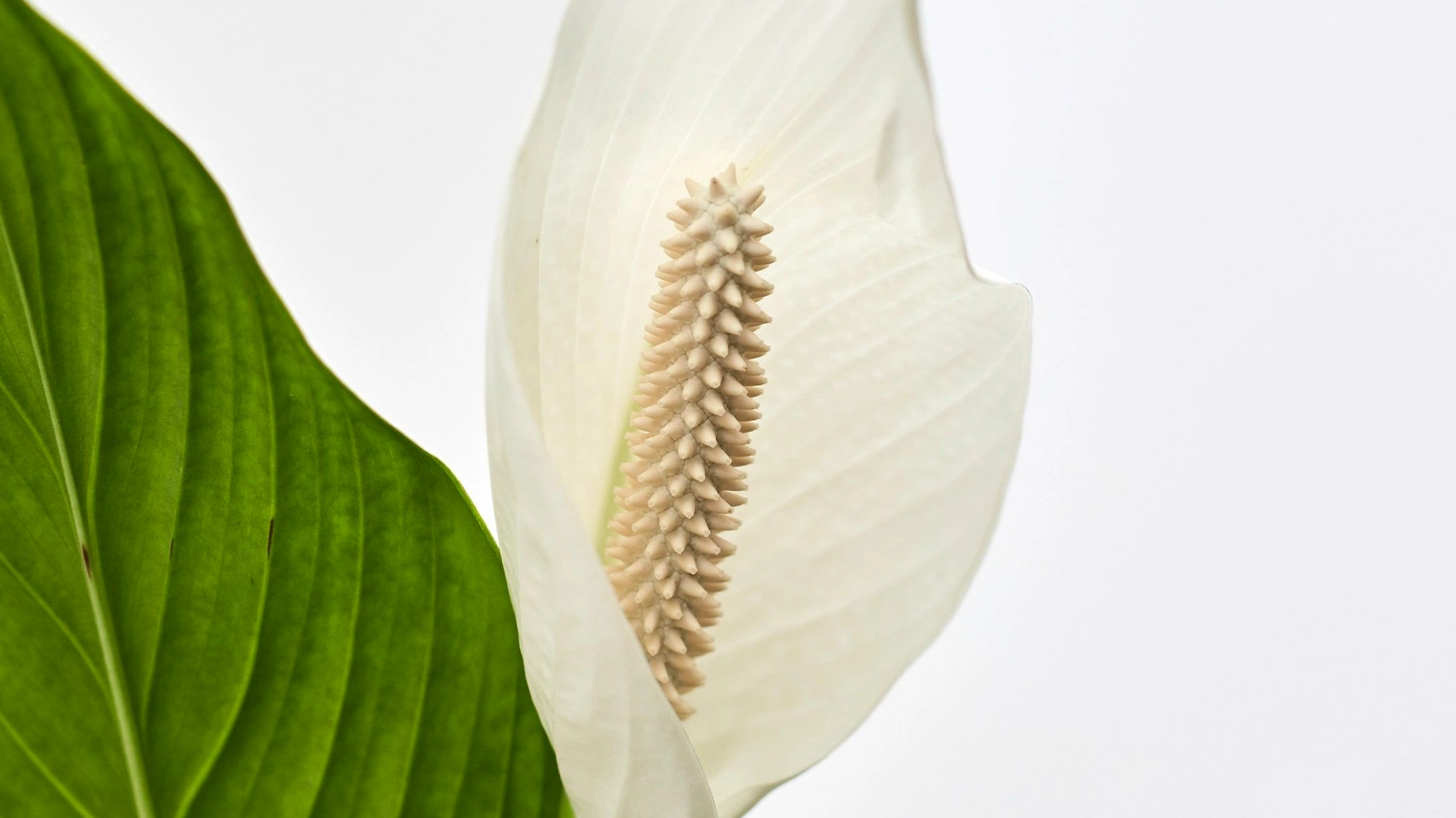 Bí quyết chăm sóc cây lan ý (Peace Lily) ra hoa quanh năm