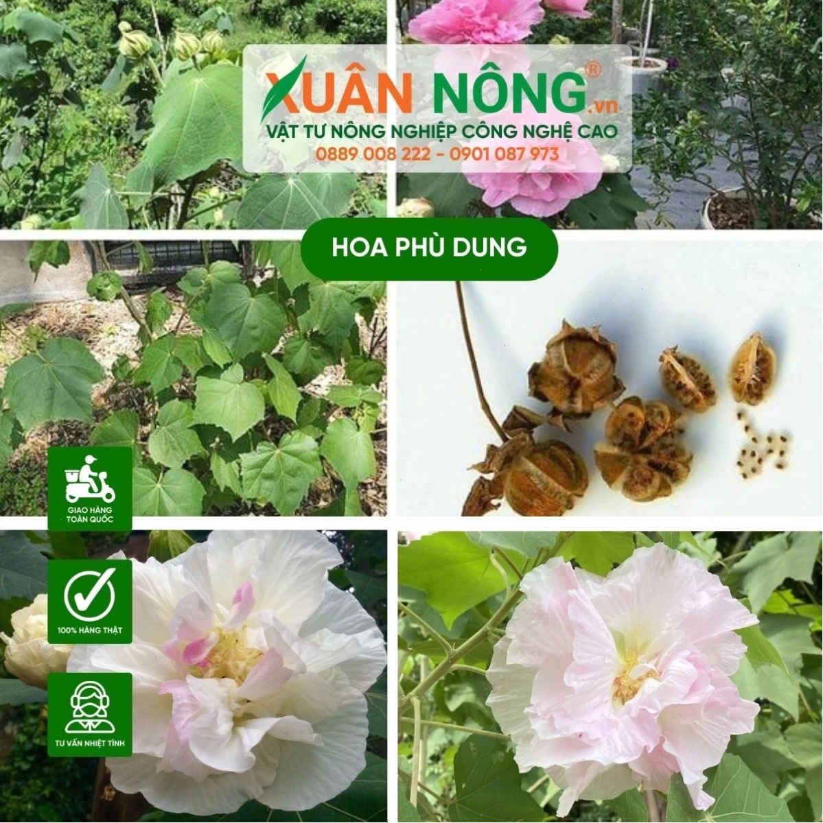Bí quyết chăm sóc hoa phù dung ra nhiều hoa