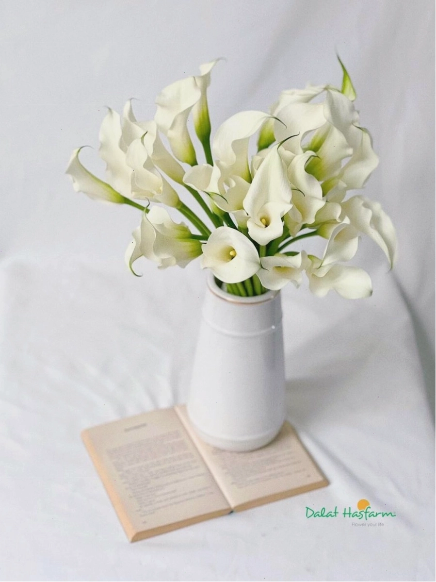 Bình hoa Calla Lily trang trí nội thất thêm phần sang trọng