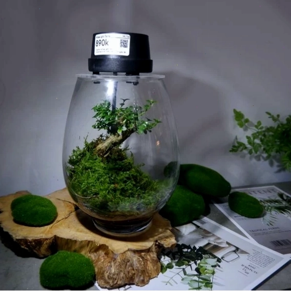 Bình terrarium nhỏ xinh