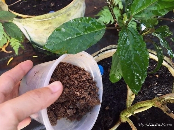 Bón phân hữu cơ giúp cây pháo bông khỏe mạnh và ra hoa đều đặn