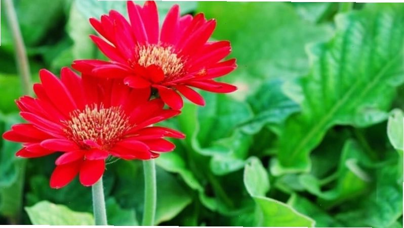 Bông hoa đồng tiền màu đỏ thắm nổi bật