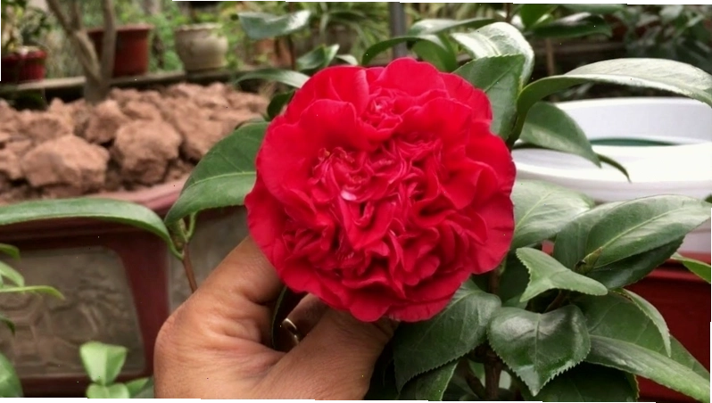 Bông hoa trà với sắc hồng dịu dàng