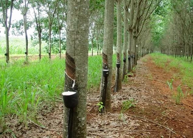 Các cây cao su trong một đồn điền cao su xanh tốt
