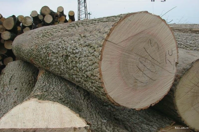 Các cây gỗ tần bì có vân gỗ đẹp và thớ thẳng