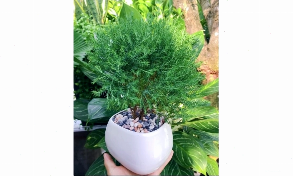 Các loại cây tùng phổ biến, trong đó có Tùng Bồng Lai