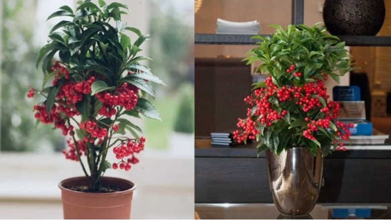 Các mẫu chậu cây kim ngân lượng đa dạng phù hợp với nhiều không gian