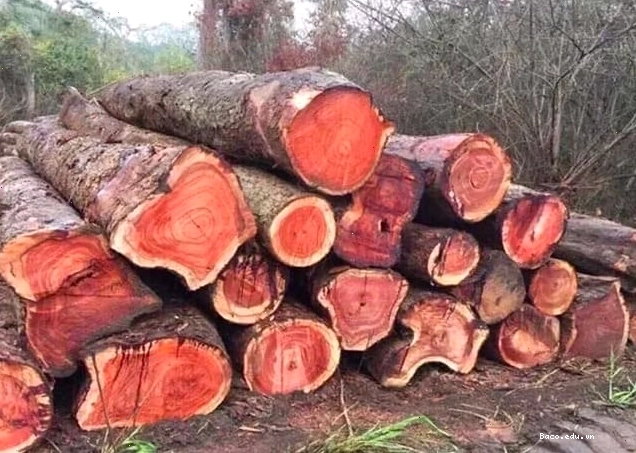 Các thân cây gỗ cẩm lai trong rừng