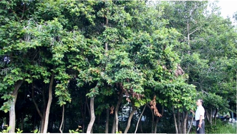Cách chăm sóc cây Dầu Rái đúng kỹ thuật