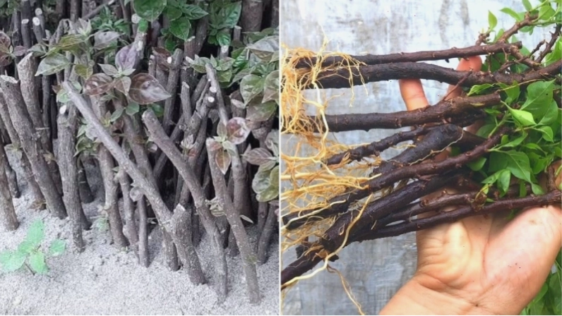 Cách giâm cành hoa giấy rất quan trọng để cây nhanh phát triển