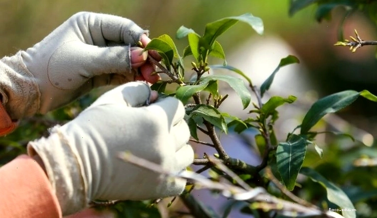 Cách lặt lá mai chuẩn Tết giúp hoa nở rộ đúng dịp, mang lại tài lộc cho gia đình