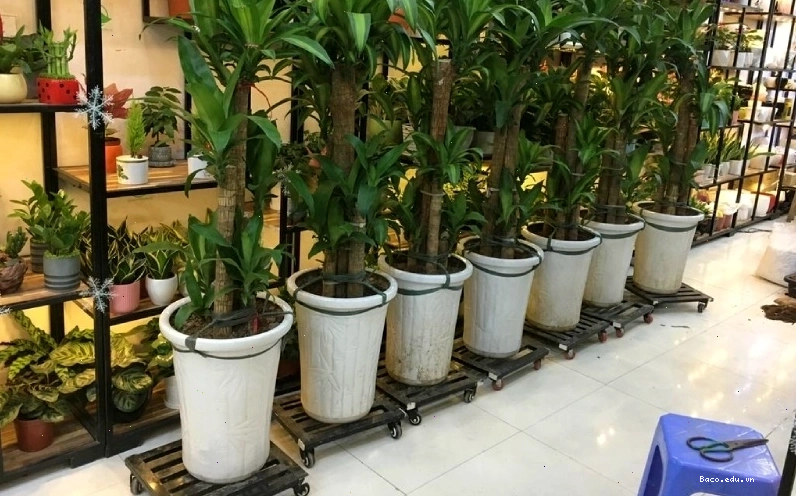 Cách trồng cây thiết mộc lan trong chậu để bàn