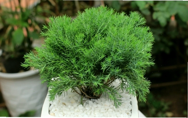 Cách trồng và chăm sóc cây Tùng Bồng Lai đúng kỹ thuật