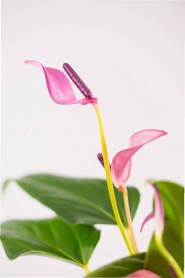Cận cảnh bông hoa Anthurium màu hồng đậm với nhụy màu kem