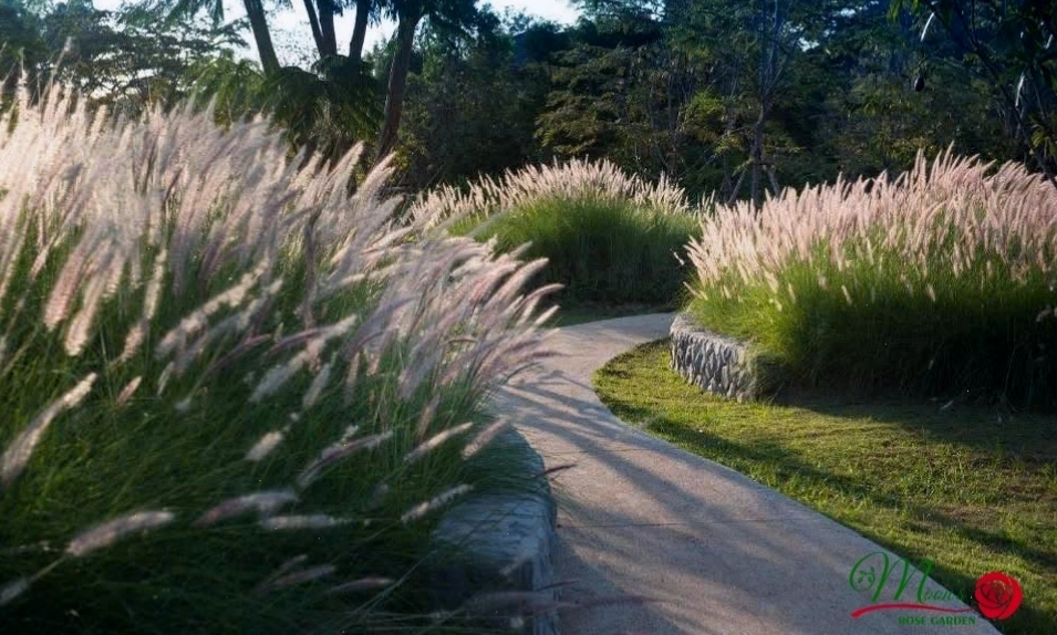Cận cảnh bông hoa cỏ lau trắng muốt