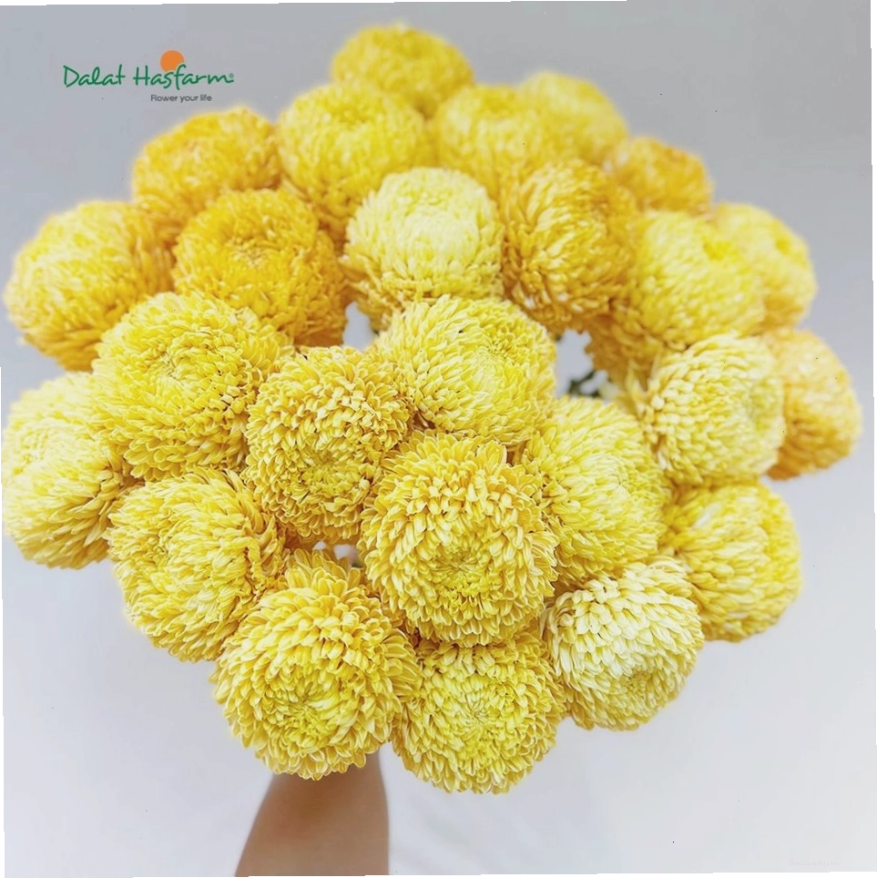 Cận cảnh bông hoa cúc mẫu đơn màu vàng rực rỡ, tràn đầy sức sống.