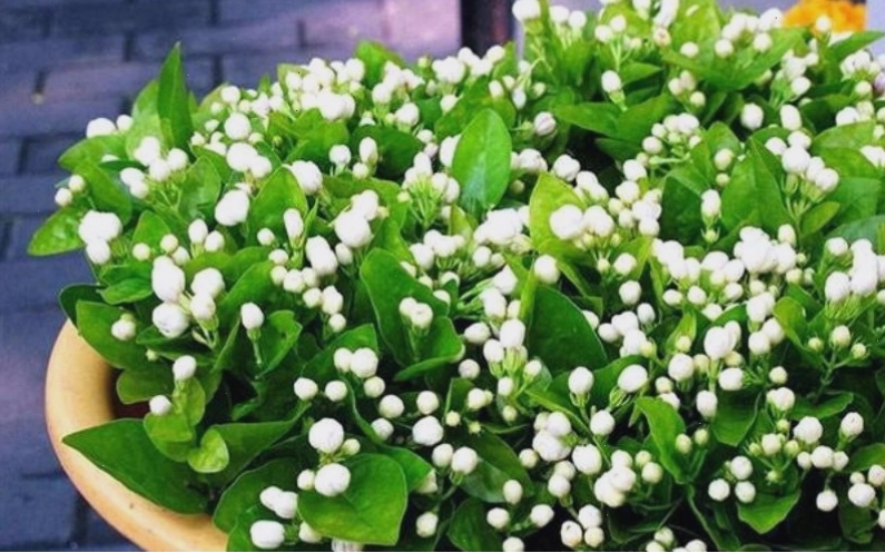 Cận cảnh bông hoa nhài đơn với vẻ đẹp dịu dàng và hương thơm dễ chịu