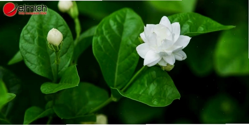 Cận cảnh bông hoa nhài trắng với những cánh hoa mỏng manh và nhụy vàng