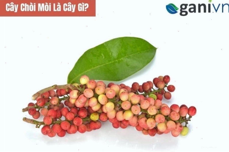 Cận cảnh cây chòi mòi với lá xanh mướt và quả nhỏ mọc thành chùm
