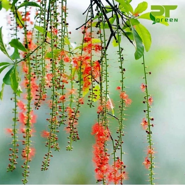 Cận cảnh chùm hoa lộc vừng đỏ tươi đang nở rộ
