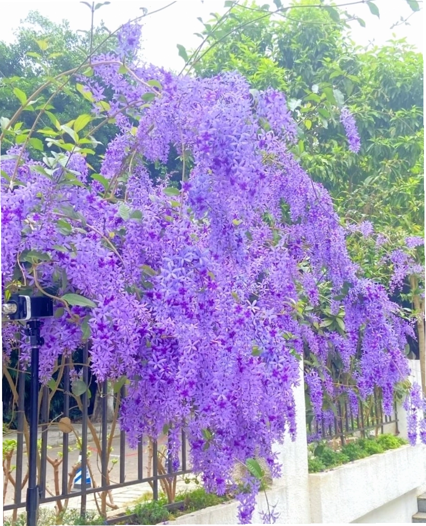 Cận cảnh chùm hoa mai xanh thái tím rực rỡ