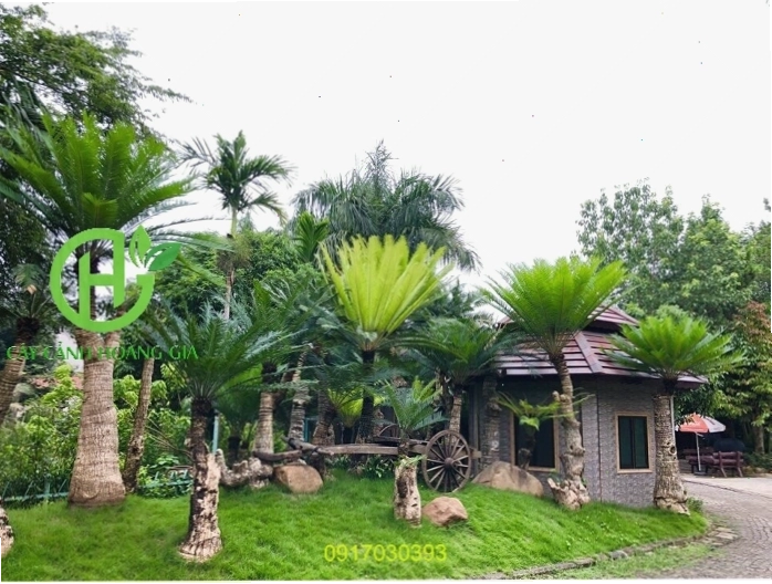 Cận cảnh hai cây thiên tuế trồng gần nhau