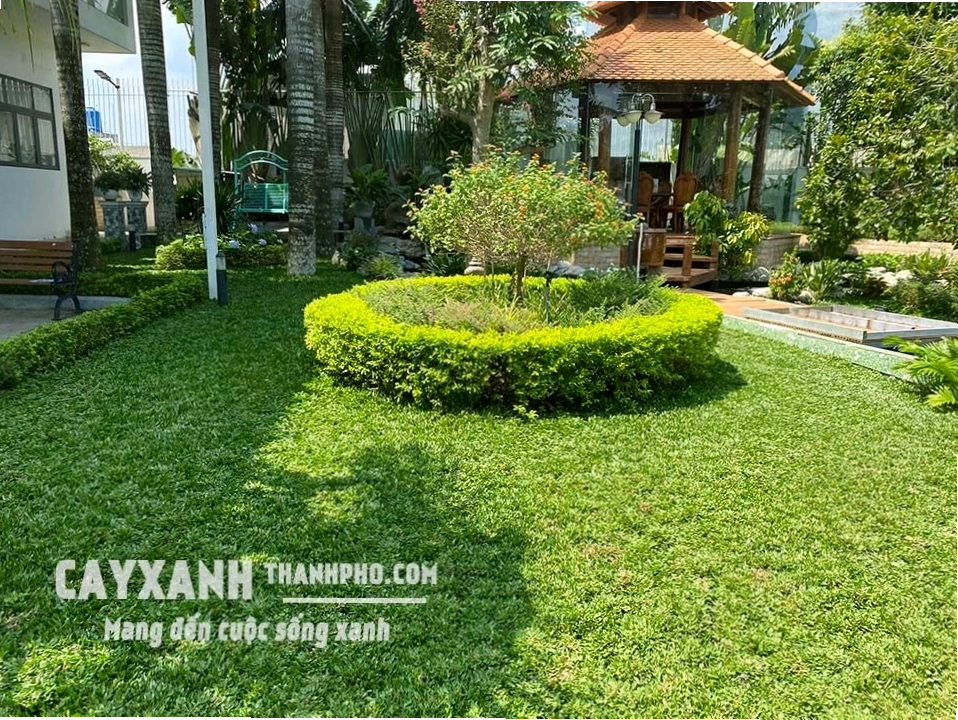 Cận cảnh hàng rào cây xanh được cắt tỉa gọn gàng