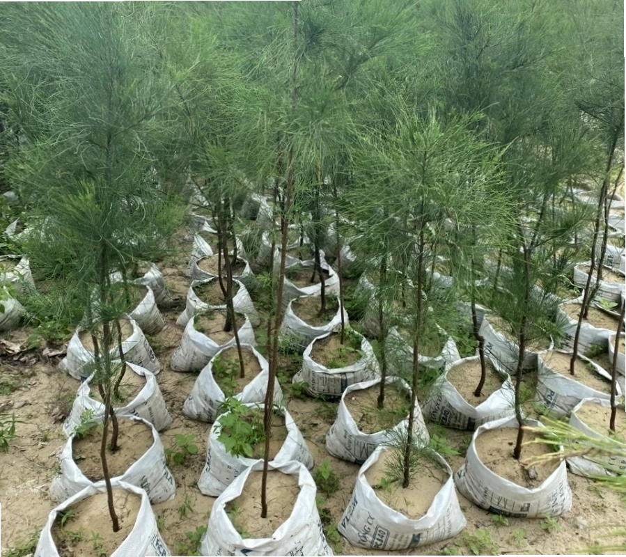 Cận cảnh lá cây dương liễu