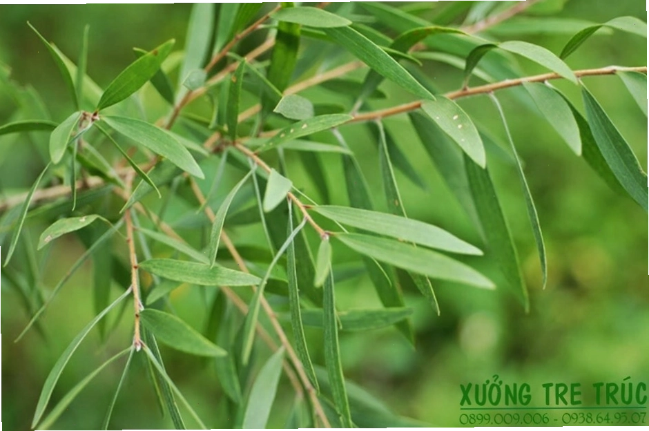 Cận cảnh một cây tràm lớn