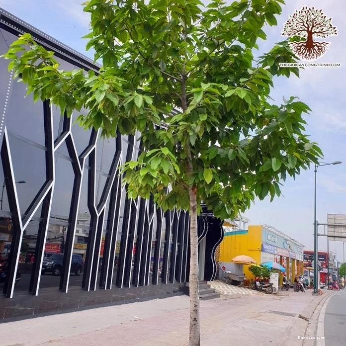 Cận cảnh nhựa cây Dầu Rái