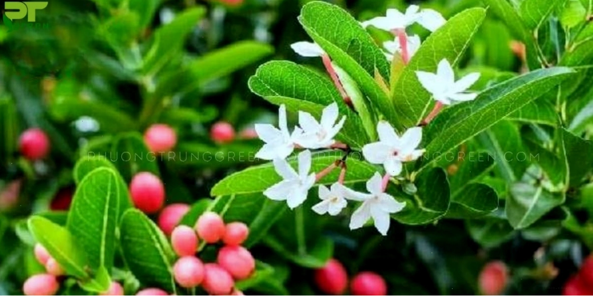 Cận cảnh những bông hoa siro màu trắng tinh khôi nở rộ trên cành cây
