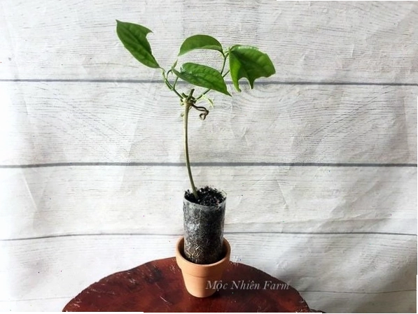 Cận cảnh những bông lan hoàng dương nhỏ xinh
