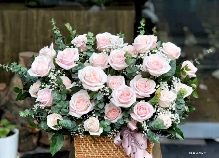 Cận cảnh những cành lá đô la nhỏ xanh tươi