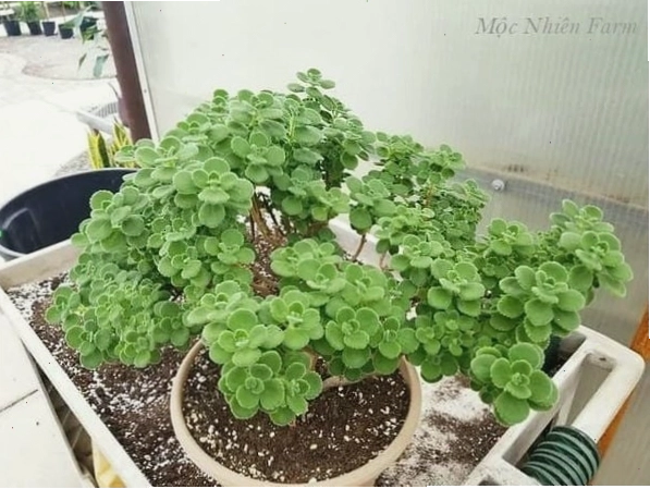 Cận cảnh những chiếc lá non xanh mơn mởn của cây nhất mạt hương
