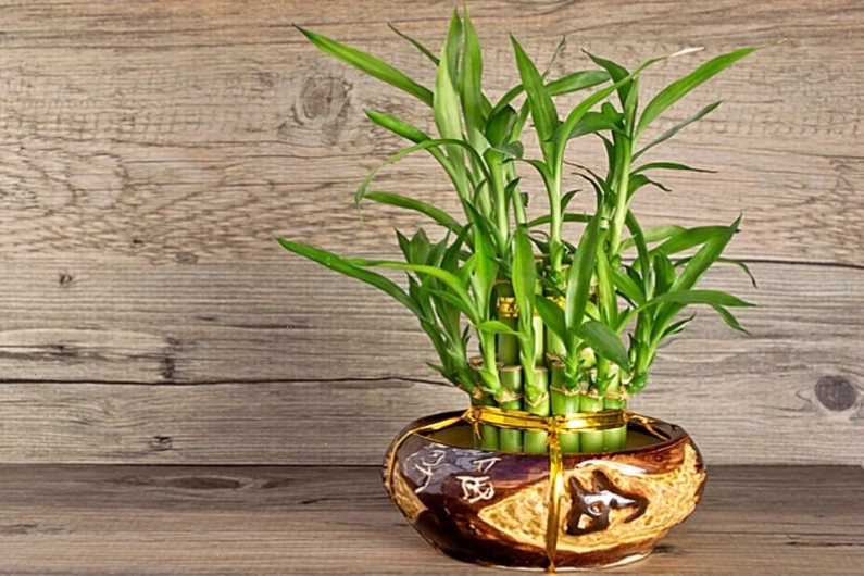Cận cảnh những chồi non xanh mơn mởn trên thân cây phát tài phát lộc