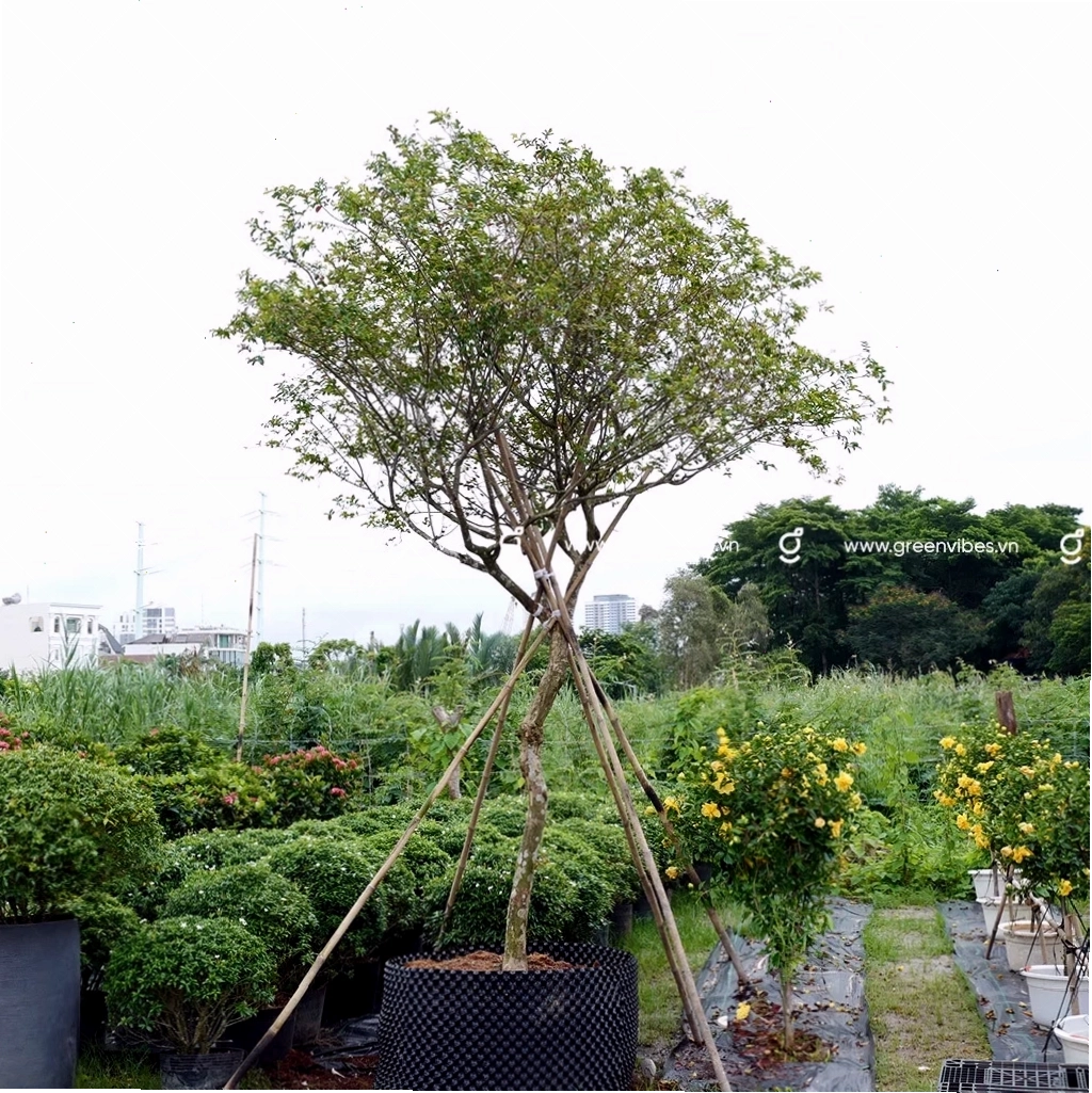 Cận cảnh những chùm hoa tường vi đang hé nở