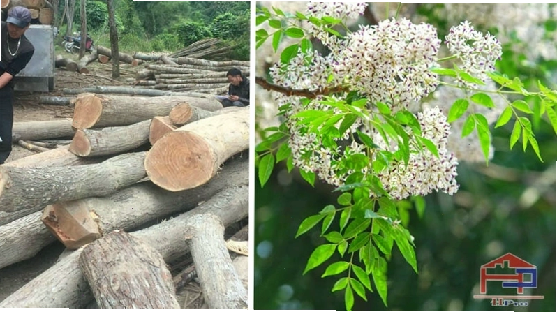 Cận cảnh những chùm quả xoan chín vàng