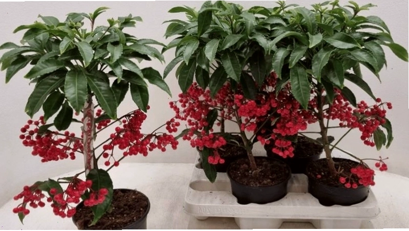 Cận cảnh vẻ đẹp của cây kim ngân lượng với những chùm quả nhỏ xinh
