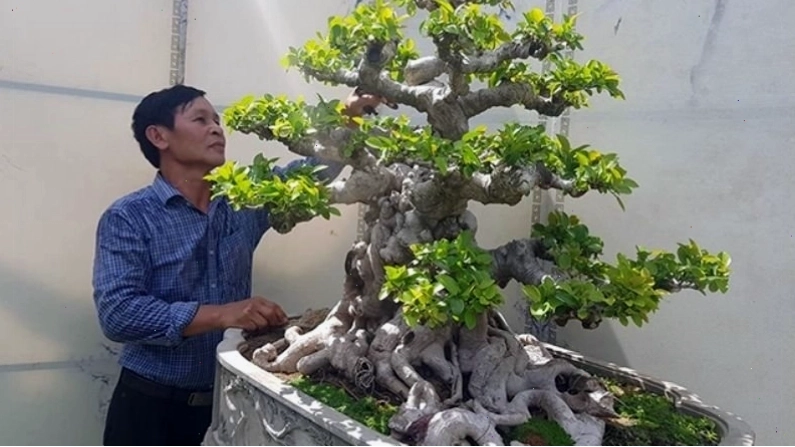 Cần thường xuyên tỉa lá và nhánh cây si để đảm bảo sự thông thoáng và hài hòa