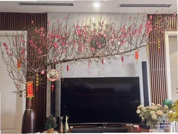 Cành đào huyền được trưng bày trong phòng khách, tạo không gian ấm cúng