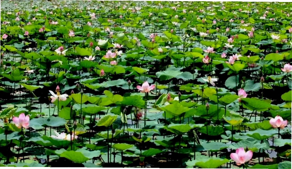 Cánh đồng hoa súng rực rỡ sắc màu tại Đồng Tháp Mười, Việt Nam