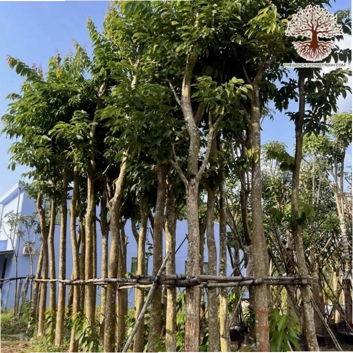 Cảnh quan đường phố với cây bằng lăng tím