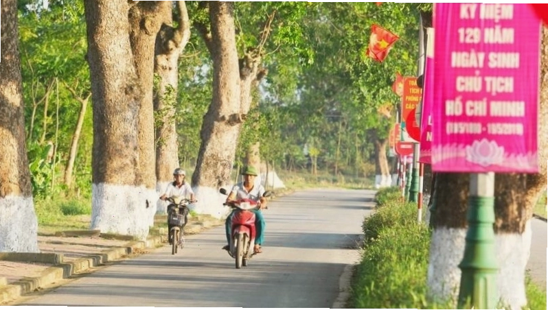 Cảnh quan đường phố với những hàng cây xà cừ dưới ánh nắng chiều
