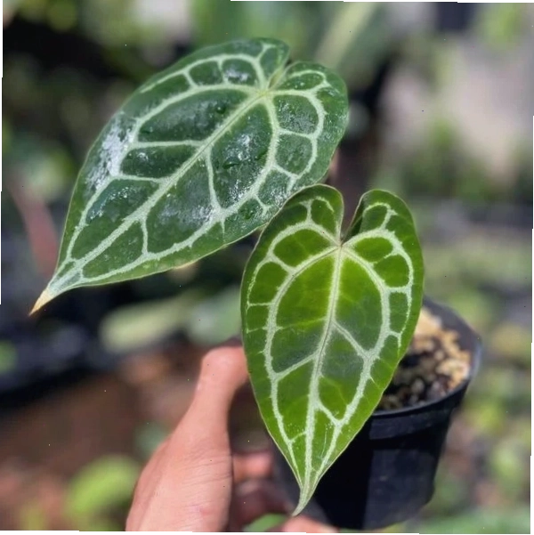 Cây Anthurium Crystal sưu tầm với lá hình trái tim