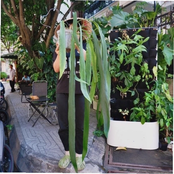 Cây Anthurium Vittarifolium với lá dài và thon