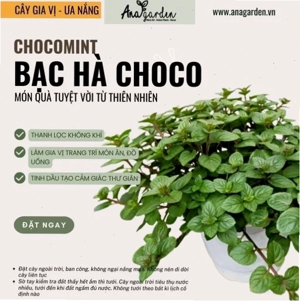 Cây bạc hà socola với lá xanh điểm tím