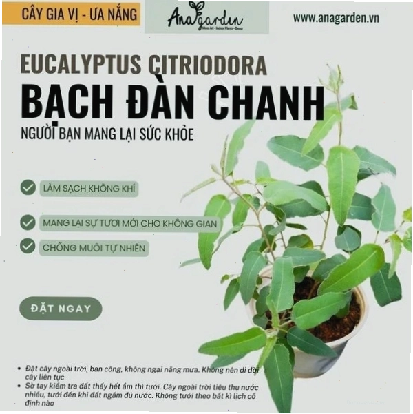Cây bạch đàn chanh với tán lá xanh mướt